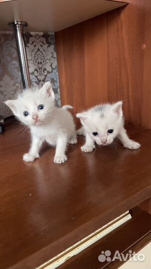 Кошки бесплатно