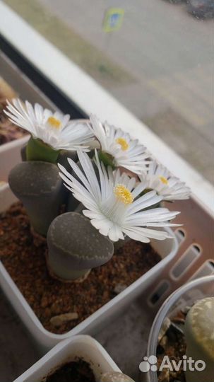 Продам литопс