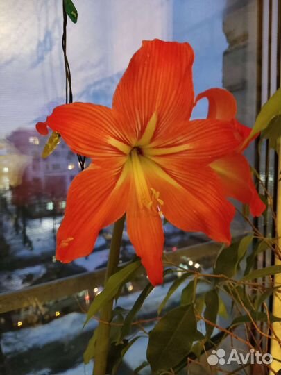 Гиппиаструм