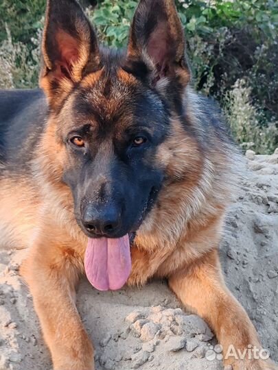 Немецкая овчарка