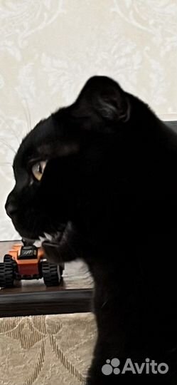 Вязка случка кот шотландский