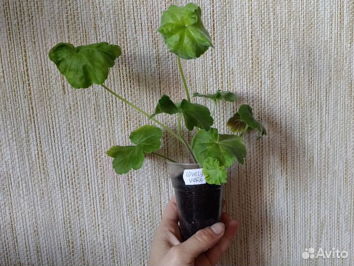 Герань пеларгония зонартик