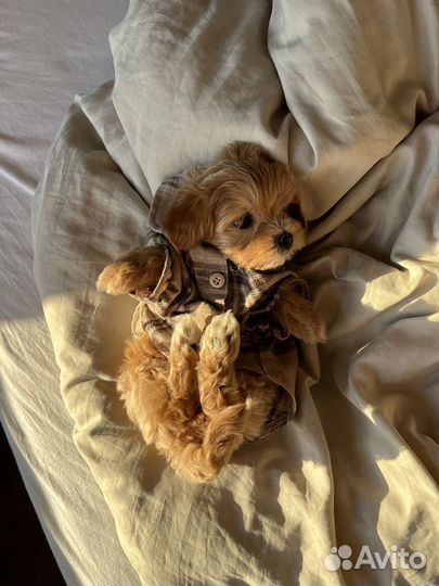 Мальтипу f1 мини девочка