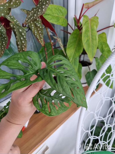 Монстера манки