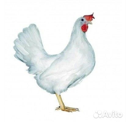 Яйцо яичного кросса Dominant D229 Леггорн