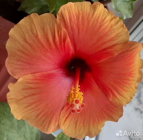 Гибискус Аполло