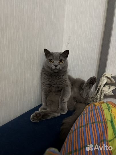Британская кошка для вязки