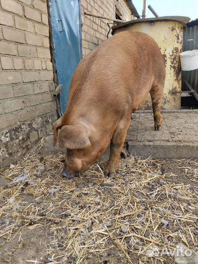 Хряк на племя