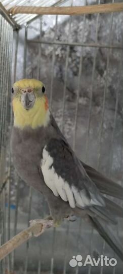 Попугай Корелла мальчик