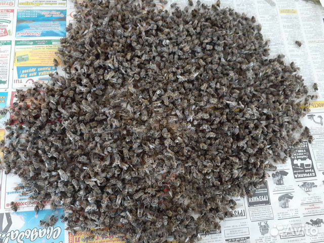 Пчелиный подмор