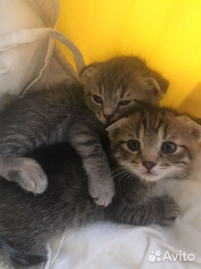 Котята