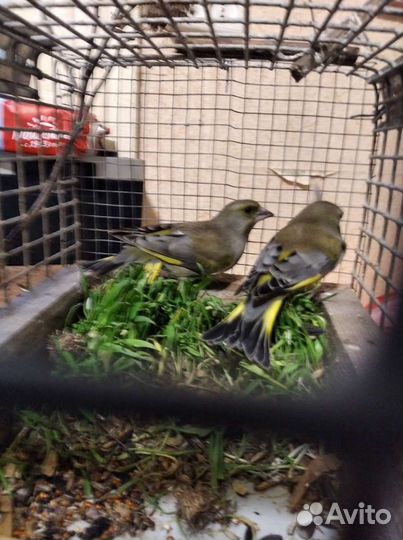 Щеглы, певчие птицы