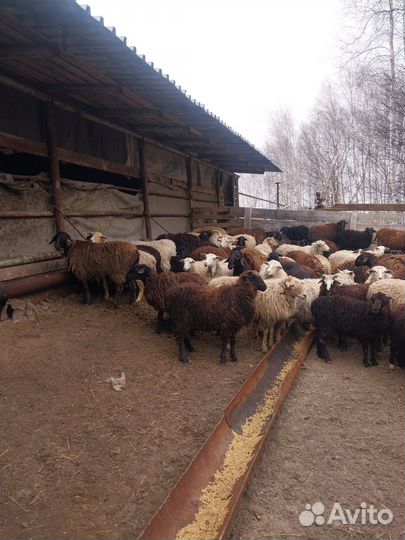 Курдючные бараны овцы