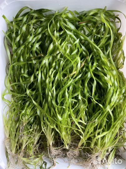 Валиснерия спиральная