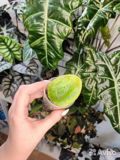 Пилея пеперомиевидная