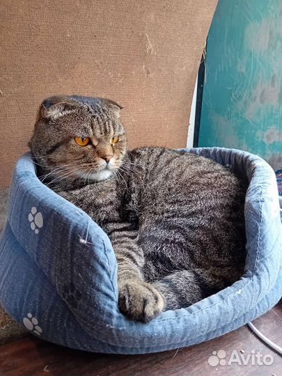 Тема в поиске дома