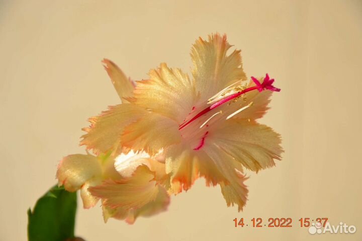 Сортовые декабристы