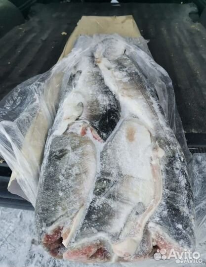 Кета Иркутск Ангарск