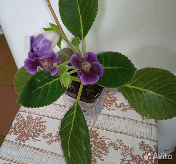 Глоксиния