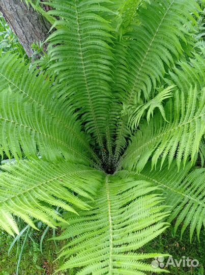 Многолетники для сада