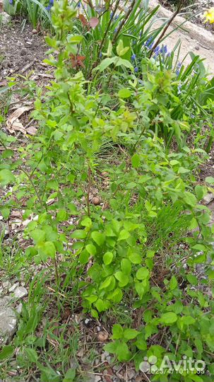 Саженцы тёмной, крупной алычи