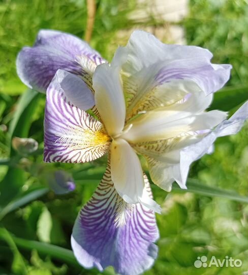 Ирис бородатый Squalens (бело-сиреневый)