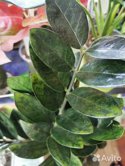 Замиокулькас Black Emerald (Zamio)