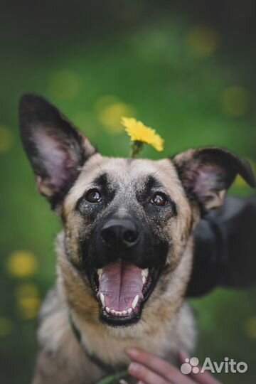 Кэнди предали