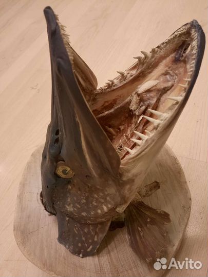 Чучело щуки 9 кг, 100 см. 33х28х28 см