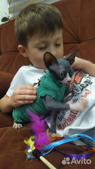 Донской сфинкс