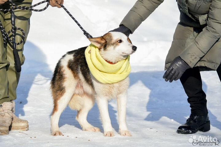 Лелик в добрые руки