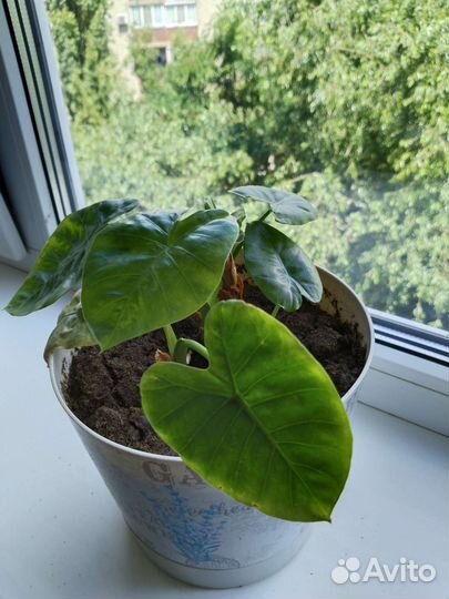 Комнатные домашние растения