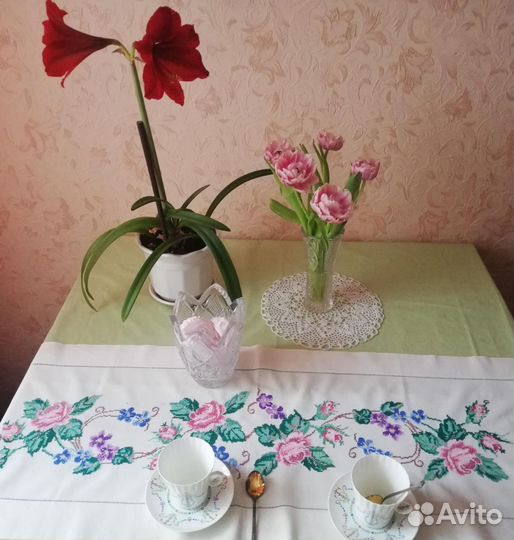 Гиппеаструм, амариллис