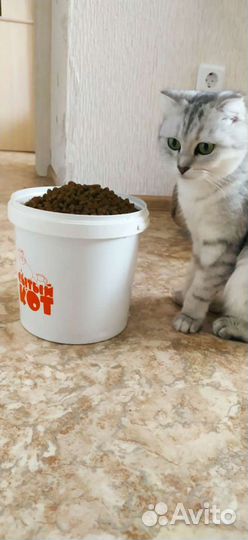 Кошки