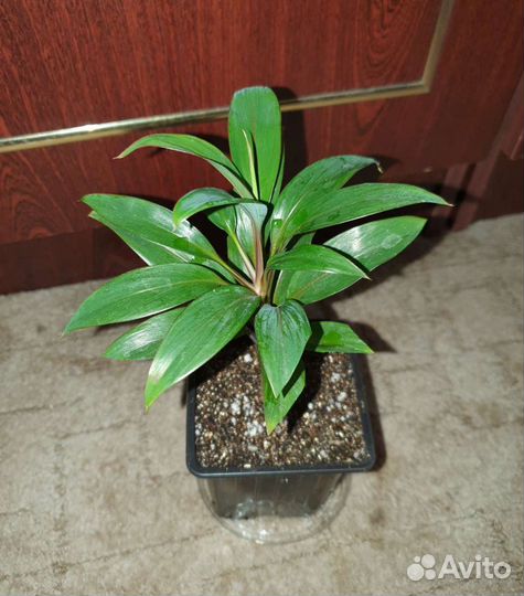 Карделина Пурпурная