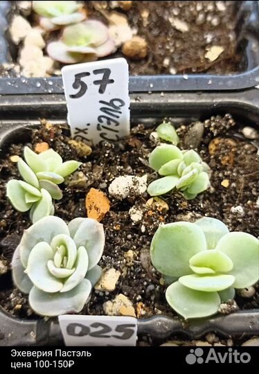 Суккуленты