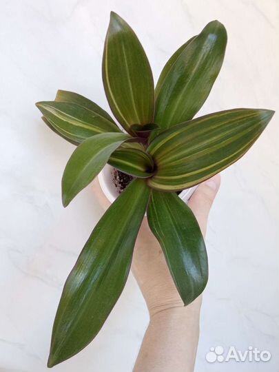 Комнатные растения по 100