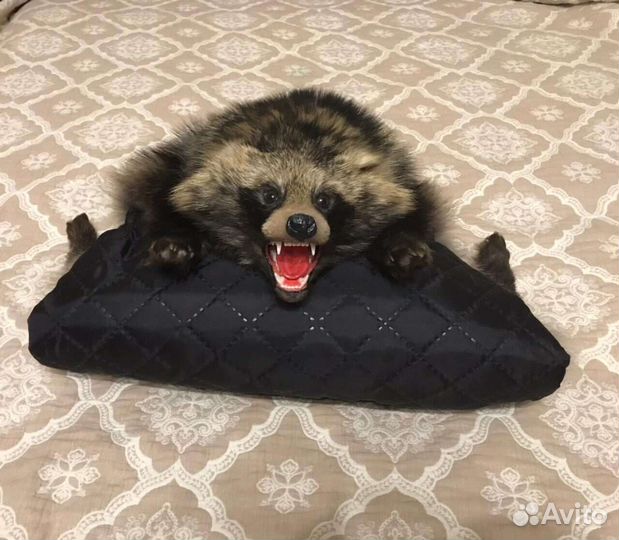 Таксидермия(изготовление чучел)