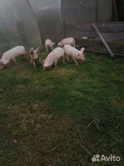 Боровки и свинки