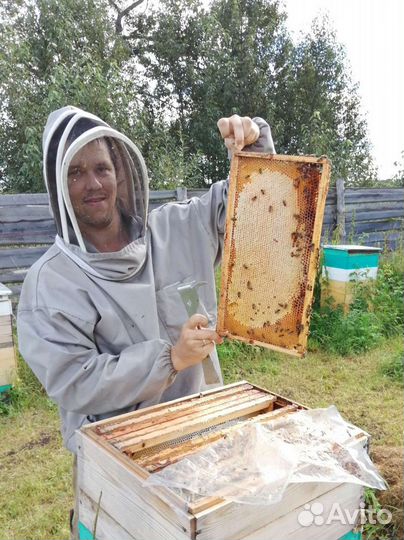 Местные пчелы