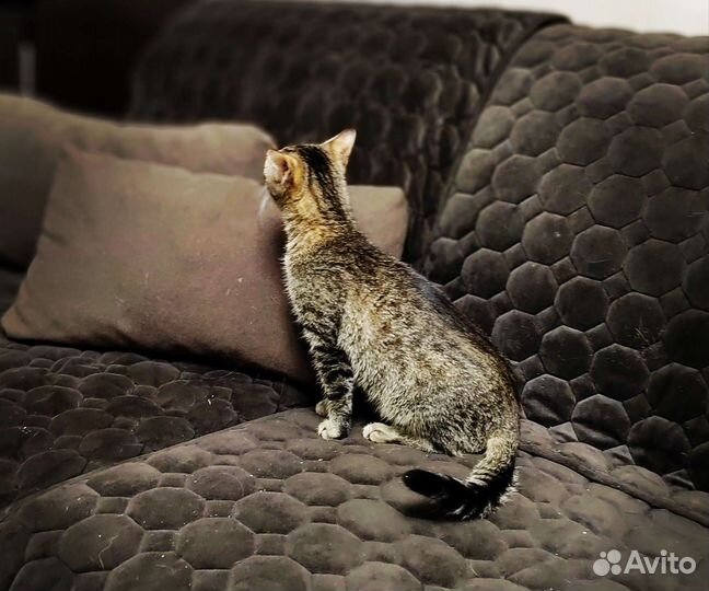 Молодая кошечка