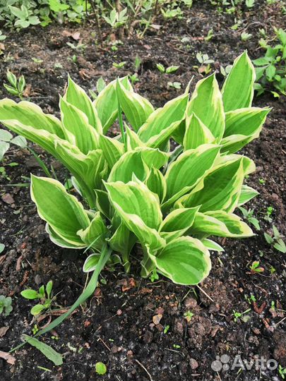 Хоста, ирисы