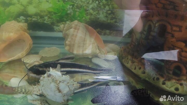 Сом платидорас