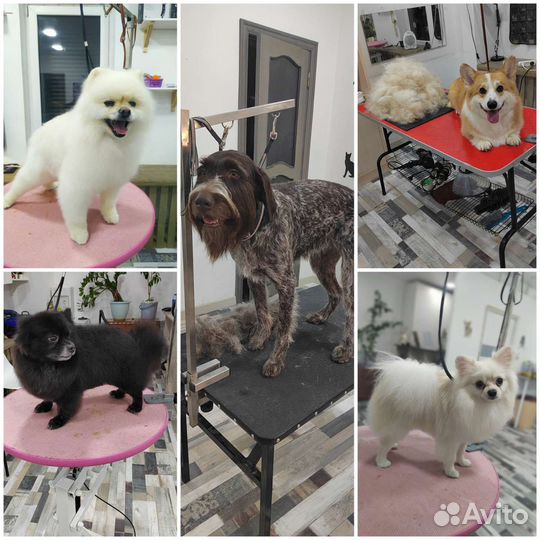 Стрижка собак и кошек