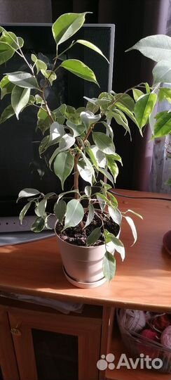 Фикус бенджамина