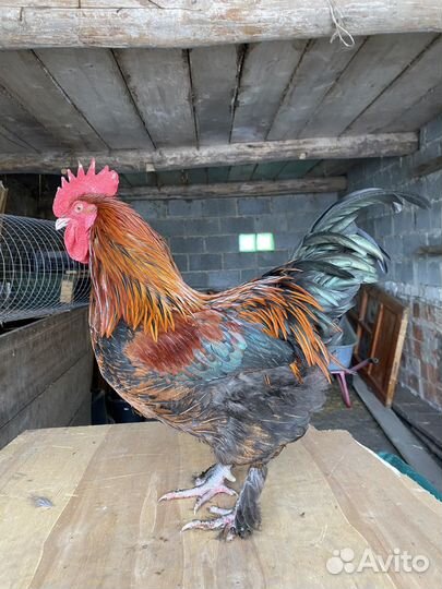 Маран, Лакеданзи