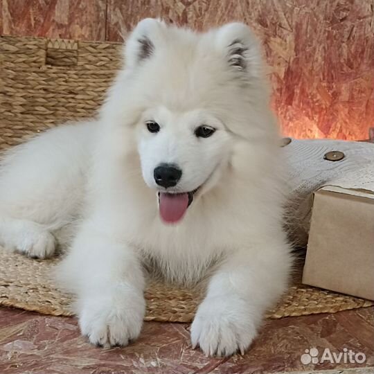 Щенки самоеда