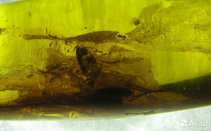 Янтарь коллекционный с инклюзами (включениями)