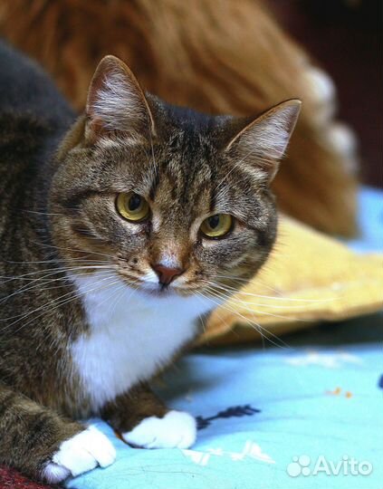 Чудесная кошка в добрые руки