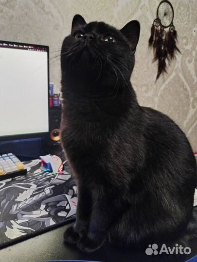 Кот шоколадный